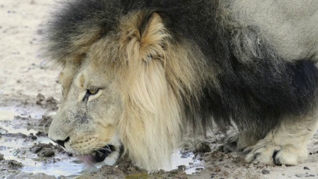 Black-maned狮子喝视频素材