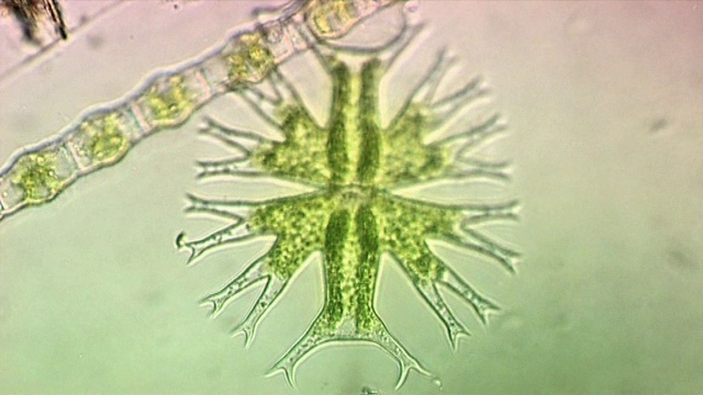 “海藻,光学显微镜”视频素材