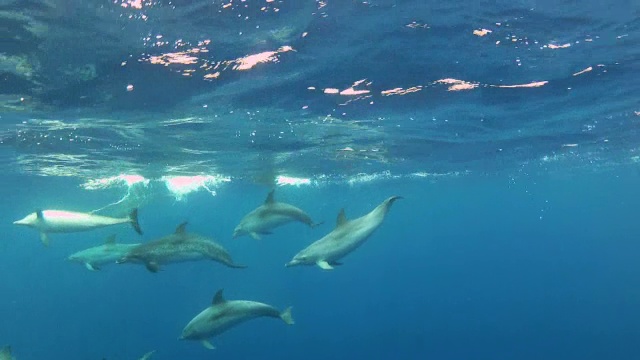 大西洋发现海豚视频素材