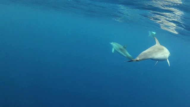 大西洋斑海豚Stenella正面视频素材