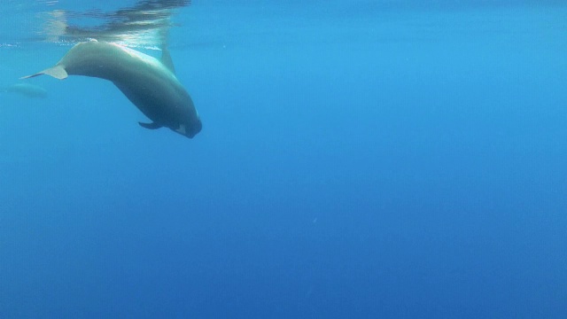 短鳍领航鲸视频素材