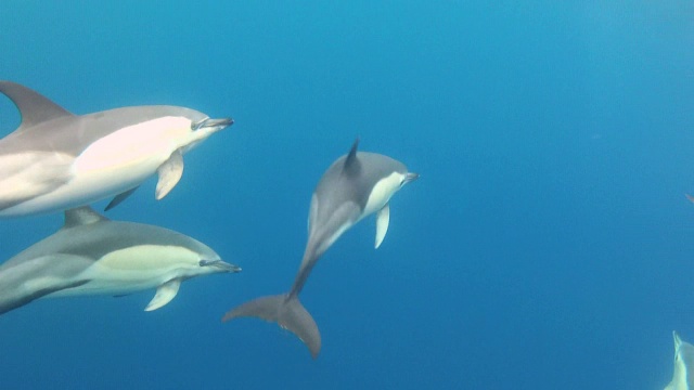 普通的海豚海豚视频素材