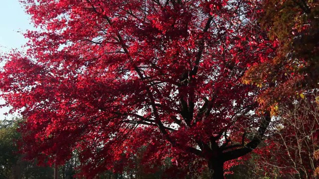 红色的枫树视频素材