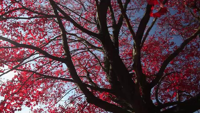 红色的枫树视频素材