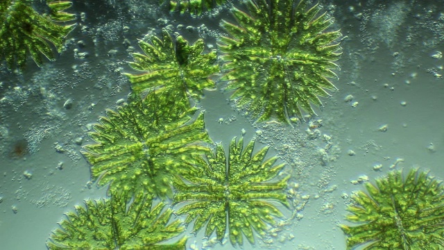 水囊藻漂浮在池塘的水中视频素材