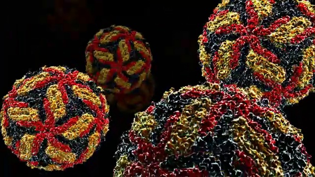 西尼罗河病毒视频素材