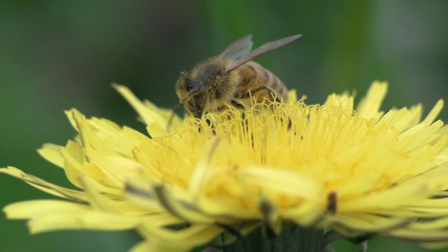 蜜蜂正在吃蒲公英视频下载