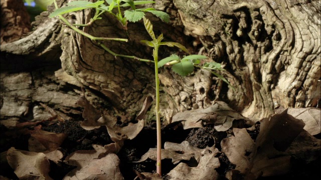 “橡树幼苗生长，时间流逝”视频下载