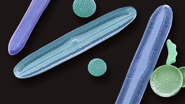 ’Diatoms, SEM’视频素材