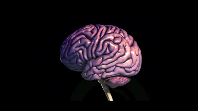 人类的大脑视频素材