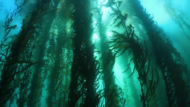 海带森林视频素材