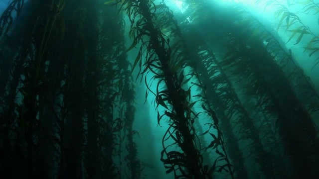 海带森林视频素材