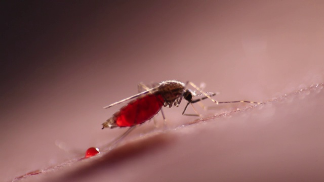 疟蚊喂养视频素材