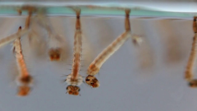 亚洲虎蚊幼虫视频素材