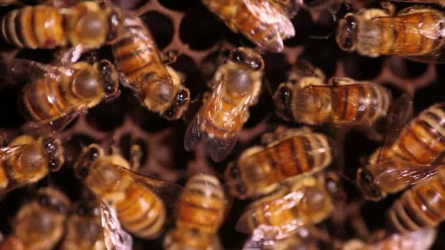 蜜蜂表演摇摆舞视频素材