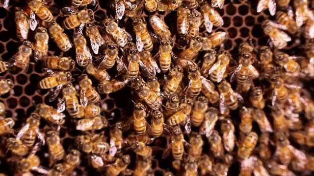 家蜂巢里的蜜蜂视频素材