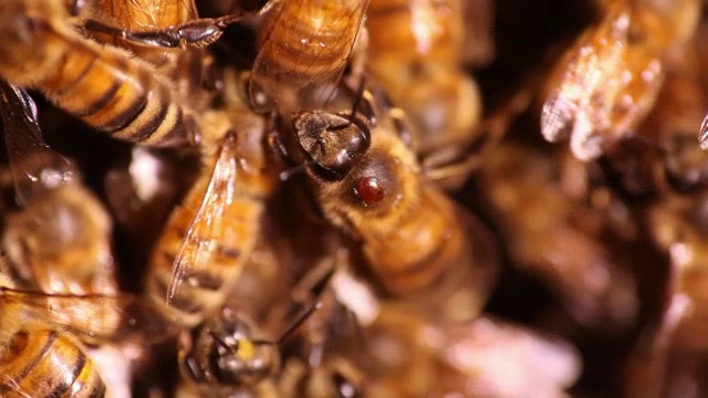 被螨寄生的蜜蜂视频素材