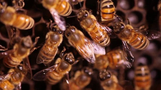 蜜蜂表演摇摆舞视频素材