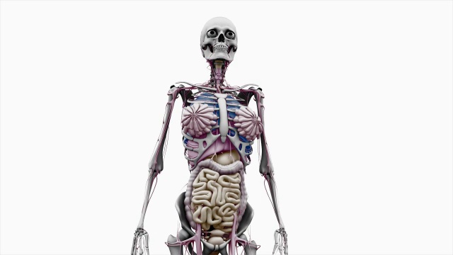 “女性身体有器官，可以行走”视频素材
