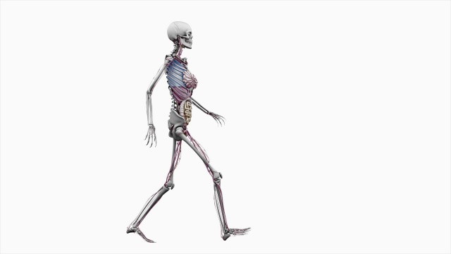 “女性身体有器官，可以行走”视频素材