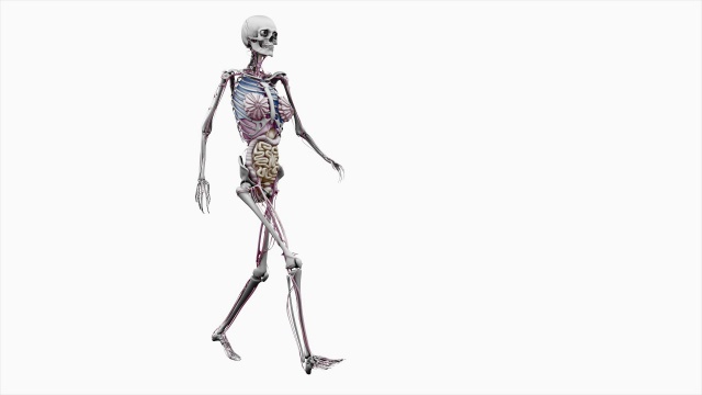 “女性身体有器官，可以行走”视频下载