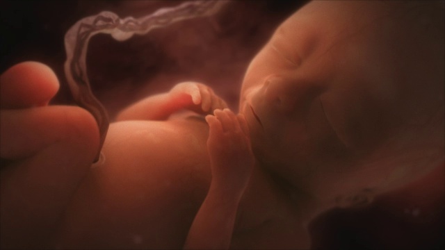 15周胎儿视频下载