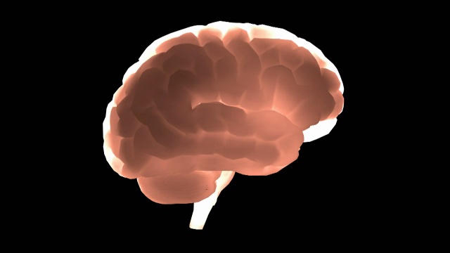 人类的大脑,动画的视频下载