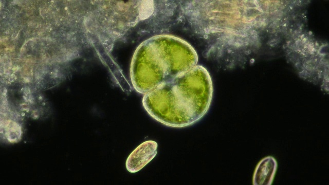 “带藻,光学显微镜”视频下载