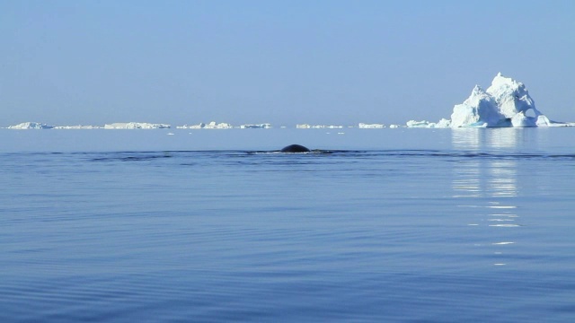 格陵兰岛露脊鲸浮出水面视频下载