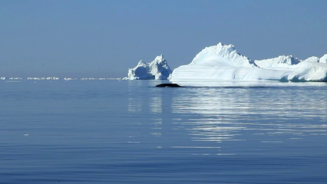 “露脊鲸,格陵兰岛”视频下载