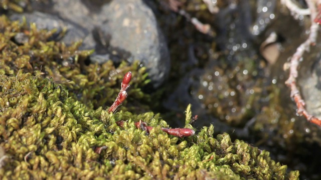 “格陵兰的早春植物”视频下载