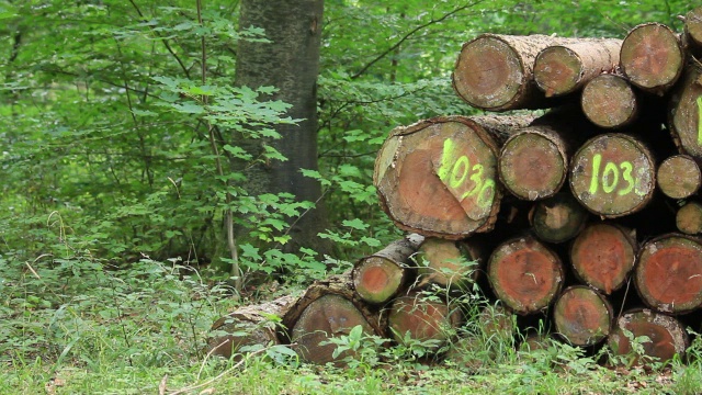 用作木材的一堆原木视频下载