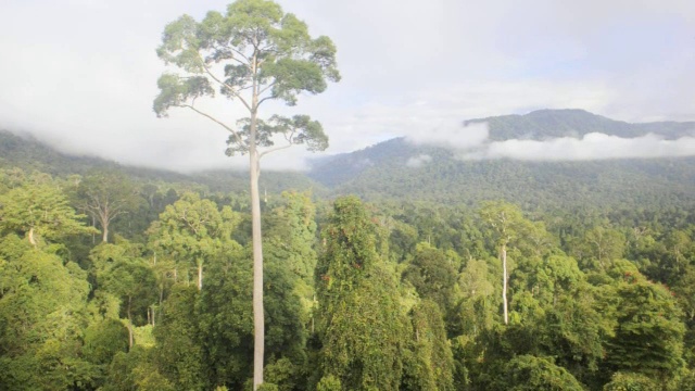 Maliau盆地热带雨林视频下载
