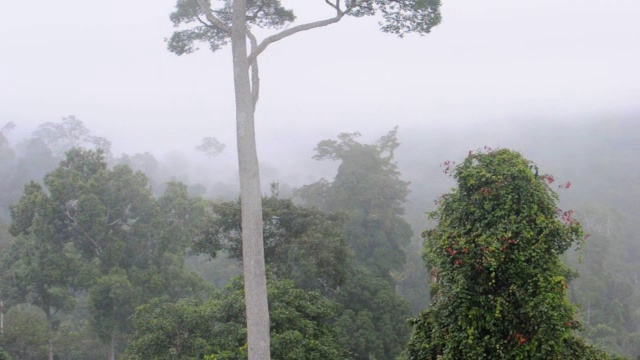 Maliau盆地热带雨林视频下载