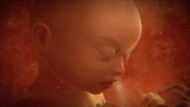 “子宫中的女性胎儿，动画”视频下载
