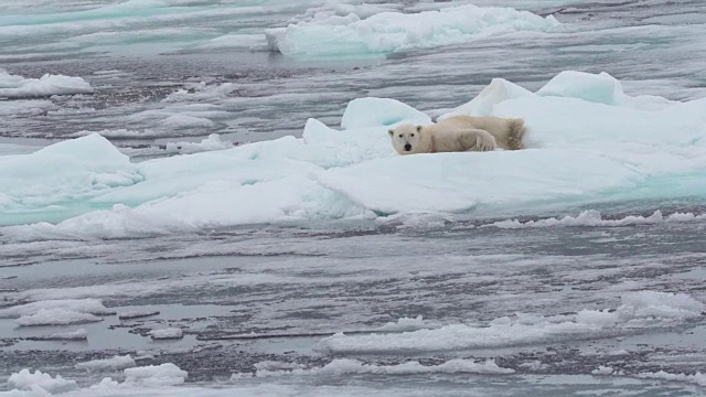北极熊在冰上休息视频下载