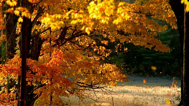 中等黄色的叶子从树上落下/秋天视频下载