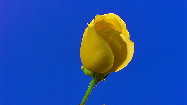 时间流逝近距离的黄色玫瑰盛开在前面的蓝色背景视频素材
