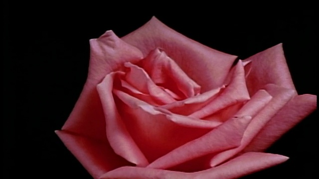 时间流逝近距离的粉红玫瑰盛开在前面的黑色背景视频素材