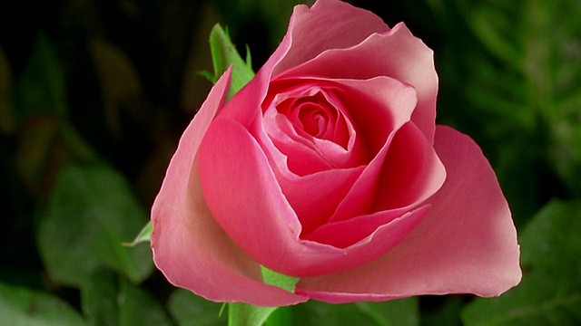 近距离的时间流逝，粉红色的玫瑰盛开/绿色的叶子在背景视频素材