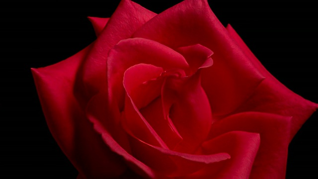 近距离的时间流逝红玫瑰盛开在前面的黑色背景/开始枯萎视频素材