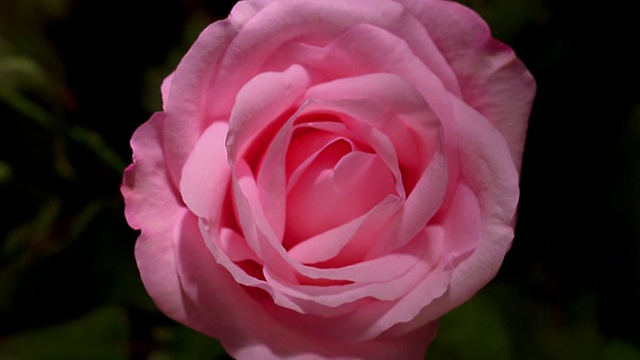 近距离的时间流逝粉红玫瑰盛开在树叶前/开始枯萎/欧洲视频素材