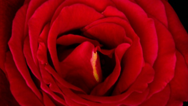 极端近距离的时间流逝红玫瑰盛开在前面的黑色背景视频素材