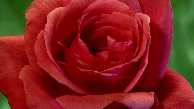 近距离的时间流逝红玫瑰盛开在树叶前视频素材