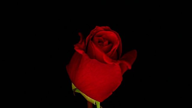 近距离的时间流逝红玫瑰盛开在前面的黑色背景视频素材