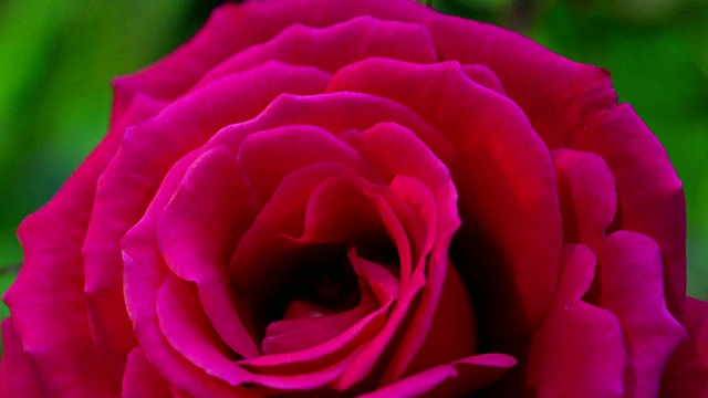 近距离的时间流逝，紫红色的玫瑰在叶片前绽放视频素材