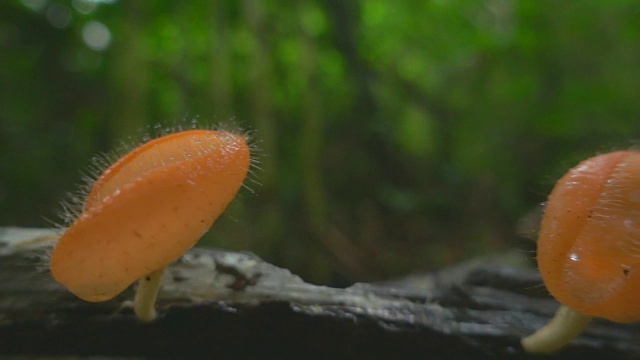 橙色蘑菇在野外缓慢视频下载