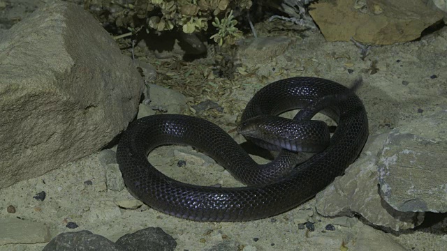 黑沙漠眼镜蛇2视频素材