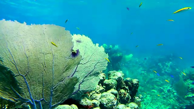 鲜艳的鱼在色彩斑斓的珊瑚礁周围游动视频下载