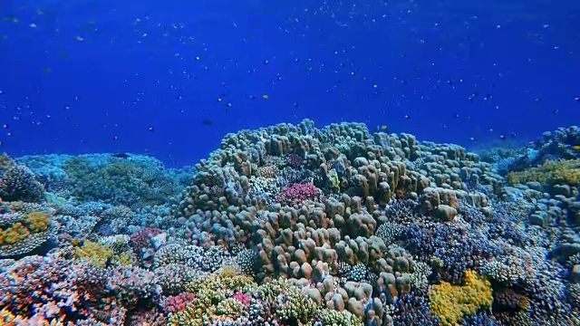 珊瑚礁上的海洋生物和许多热带鱼/红海视频素材